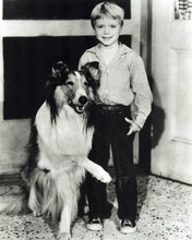 Lassie TV series Jon Provost poses with Lassie the dog 8x10 inch photo