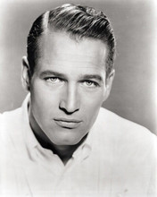 Paul Newman striking Hollywood 1950's in white shirt hair slicked 8x10 photo