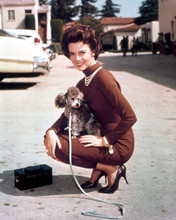 Natalie Wood in 1950's brown pantsuit kneeling down with poodle dog 8x10 photo