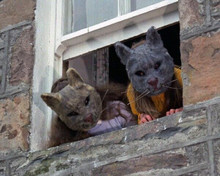 The Wicker Man 1973 creepy cat head animal masked look out of window 8x10 photo