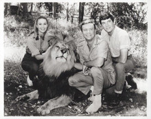 Daktari TV Thompson Summers Miller & Clarence the Lion vintage 8x10 inch photo