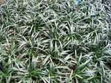 Ophiopogon japonicus nana 'Dwarf Mondo Grass' - 1 Gal