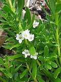 Myoporum Parvifolium 'White' - 1 Gal