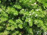 Myoporum parvifolium 'Putah Creek' - 1 Gal