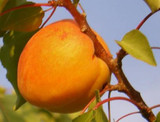 Apricot Tilton - 24" Box