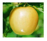 Apple Yellow Delicious Tree - 24" Box