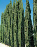 Italian Cypress - 24" Box