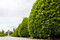 Ficus Trees