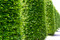 Indian Laurel Hedge