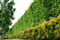 Ficus Nitida Indian Laurel