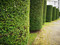 Ficus Hedges