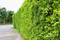 Ficus Privacy Hedge