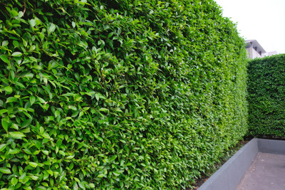Ficus Hedge