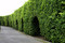 Ficus Privacy Wall