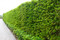 Indian Laurel hedge