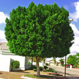 Ficus (retusa) nitida - Indian Laurel Fig - 15 Gal Tree