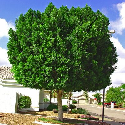 Nitida - Indian Laurel Fig - 24" Box Tree PlantClearance.com
