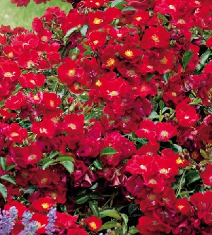 Rosa 'red groundcover rose' - 5 Gallon - PlantClearance.com