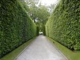 Ficus retusa Ficus retusa