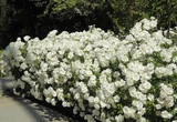  Rosa 'Iceberg' Rose Floribunda-White - 5 Gallon ( Bush Type ) 