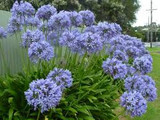  Agapanthus africanus (A. orientalis) Blue Lily of the Nile - 5 Gallon