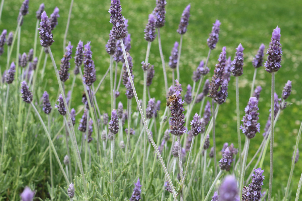 French Lavender Gray Leaves - 5 Gallon - PlantClearance.com