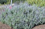 Lavandula dentata candicans ' French Lavender Gray Leaves'  - 5 Gallon