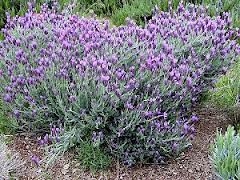 Lavender \'Otto Spanish - Gallon (\'Quasti\') 5 Lavandula Stoechas Quast\'