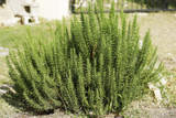 Tuscan Blue Upright Rosemary - 5 Gallon