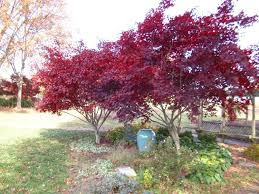 bloodgood japanese maple tree