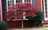 Acer palmatum 'Crimson Queen' Japanese Maple Crimson Queen - 24" Box