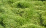 Zoysia tenuifolia Korean Grass - Flat