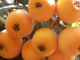 Champagne Loquat Tree - 24" Box