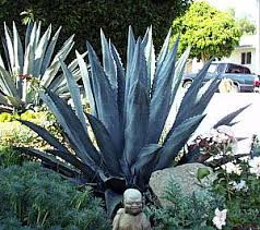 Planta del segle Agave americana - 15Planta del segle Agave americana - 15  