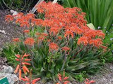  Aloe saponaria Soap Aloe (Orange Red Flowers) - 5 Gallon 