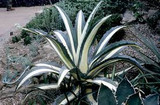  Agave americana var. medio-picta 'Alba' White Striped Century Plant - 15 Gallon 