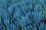 Senecio mandraliscae (Blue Chalk Sticks) - 1 Gallon 