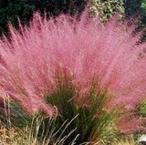  Muhlenbergia capillaris 'Regal Mist' ('Lenca') Pink Muhly - 5 Gallon 