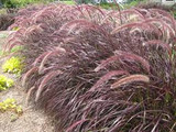  Pennisetum setaceum 'Rubrum' ('Cupreum') Red Fountain Grass - 5 Gallon
