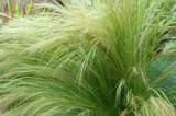 Stipa tenuissima (Nassella t.) Mexican Feather Grass - 1 Gallon