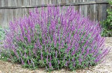  Salvia leucantha 'Midnight' ('Purple Velvet') Mexican Sage - 5 Gallon 