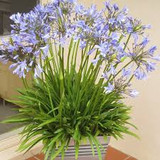  Agapanthus 'Peter Pan' Blue Dwarf Blue Lily of the Nile - 5 Gallon 