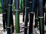 Bamboo Black - 15 Gallon 