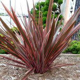 Phormium 'Pink Stripe' New Zealand Flax 'Pink Stripe' - 15 Gallon