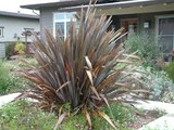 Phormium tenax 'Atropurpureum' ('Bronze')('Purpureum') New Zealand Flax tenax 'Atropurpureum'  - 15 Gallon