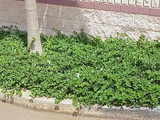  Carissa macrocarpa 'Green Carpet' Natal Plum  - 5 Gallon 