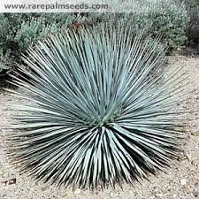 Yucca whipplei (Hesperoyucca w.) Our Lord's Candle - 5 Gallon