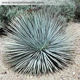  Yucca whipplei (Hesperoyucca w.) Our Lord's Candle - 5 Gallon