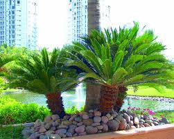 Sago Palm (Cycas revoluta) 11 Cycas revoluta Sago Palm - 15 Gallon