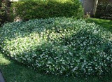 Trachelospermum jasminoides ' Bush Type ' - 5 Gallon